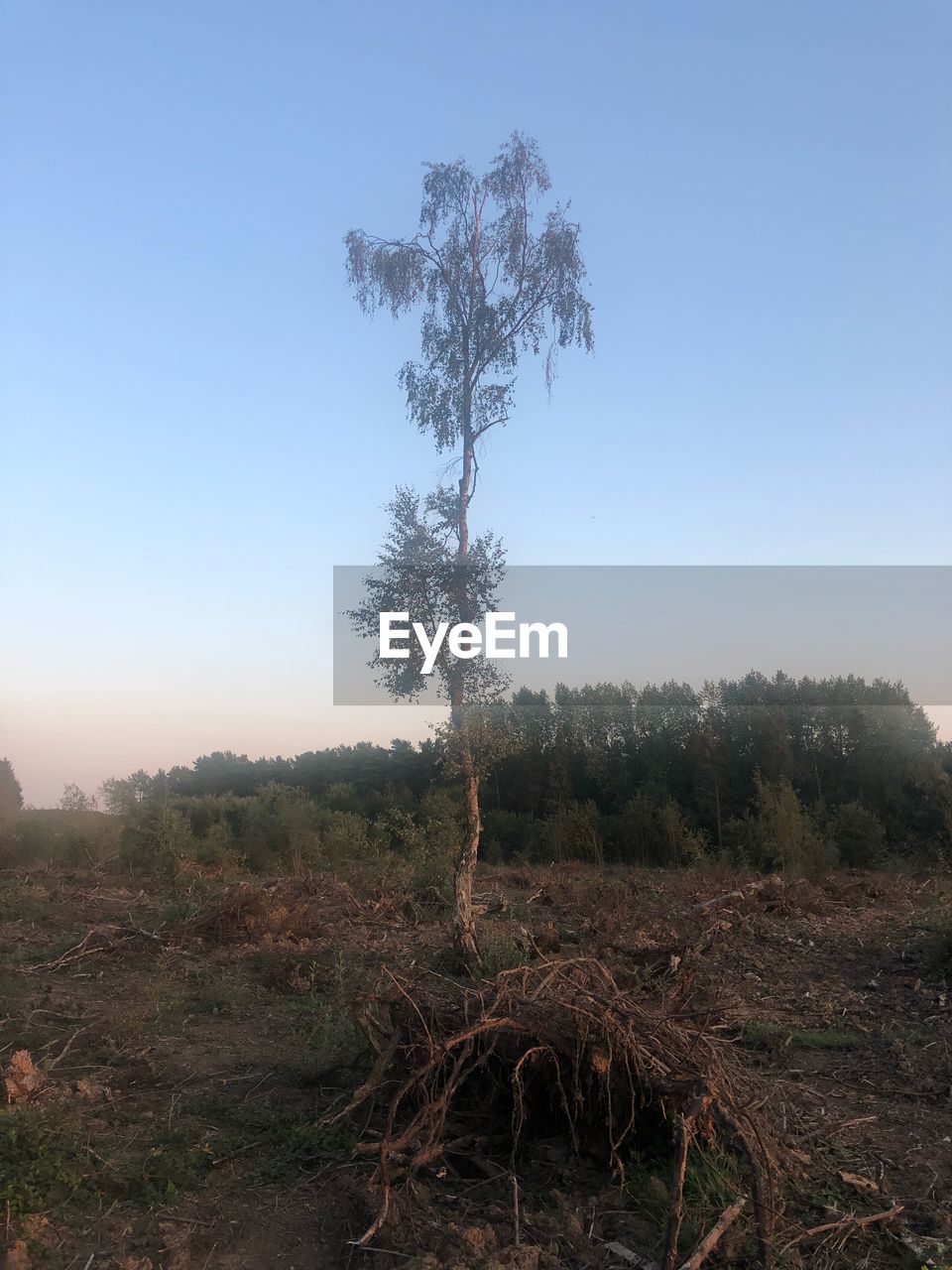 TREES ON FIELD AGAINST CLEAR SKY