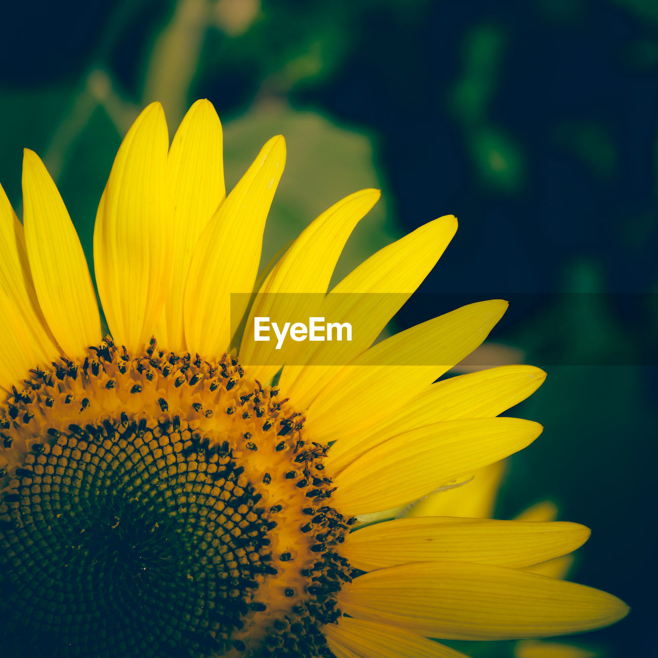 CLOSE-UP OF SUNFLOWER AGAINST YELLOW FLOWER