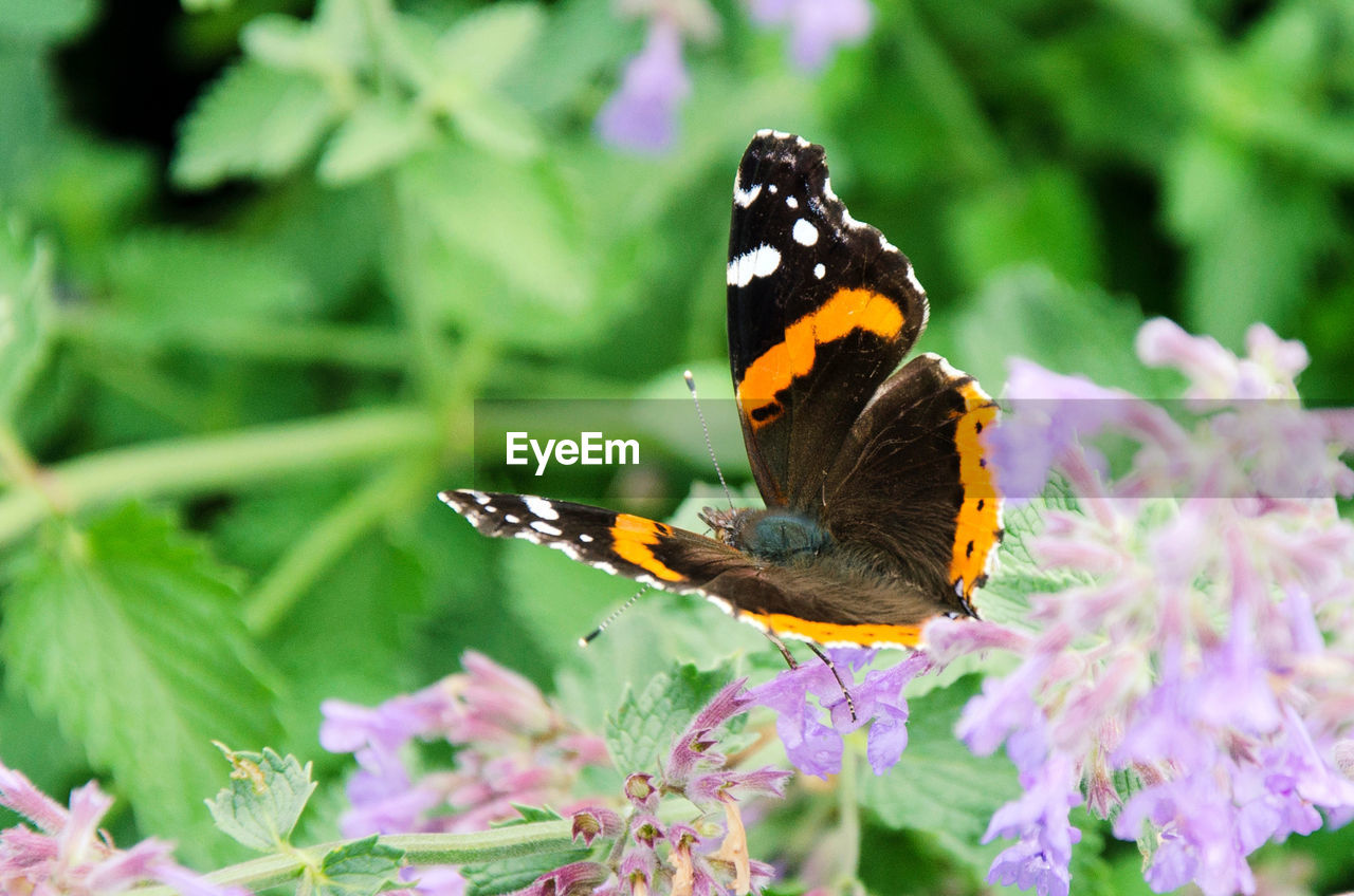 Close-up of butterfly perching on flower