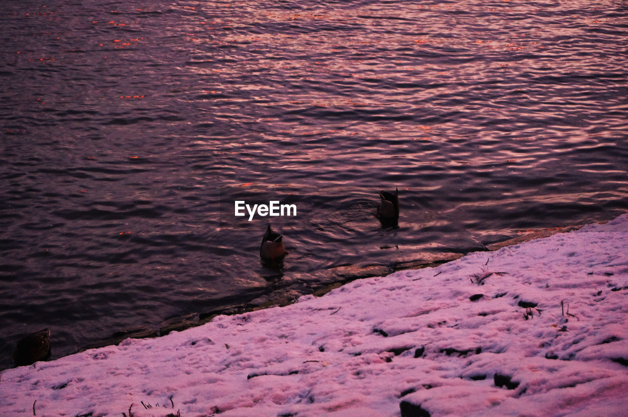 Birds in river in winter