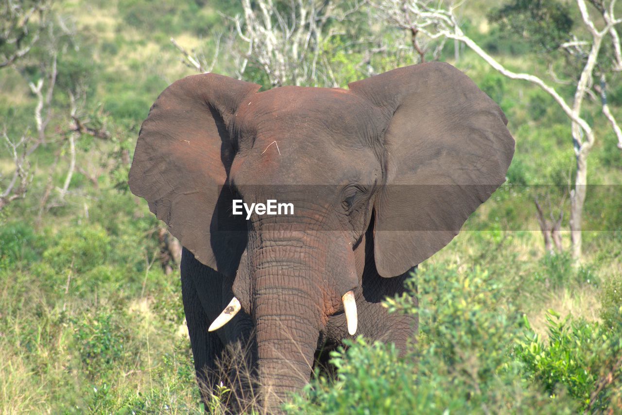 VIEW OF ELEPHANT IN THE ANIMAL