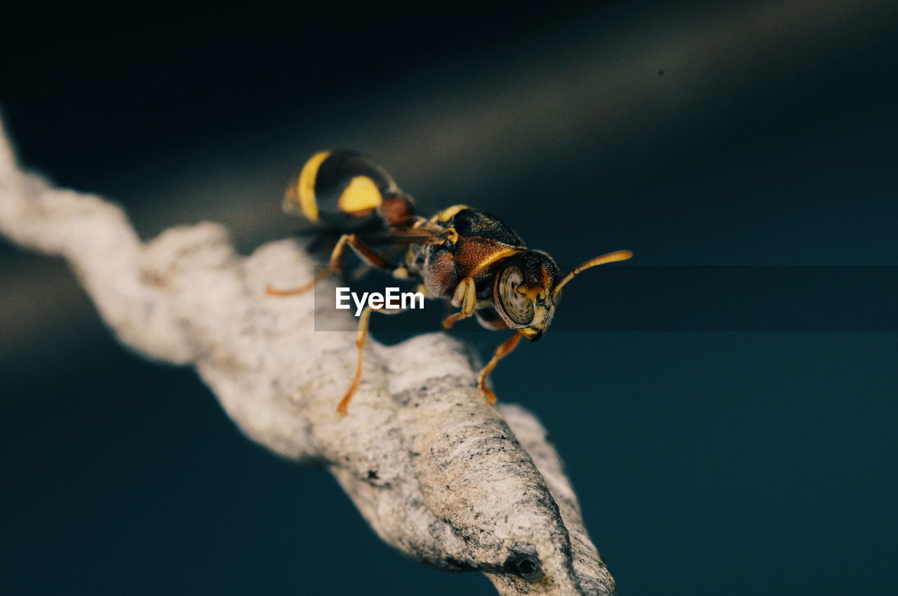 CLOSE-UP OF BEE ON A LEAF