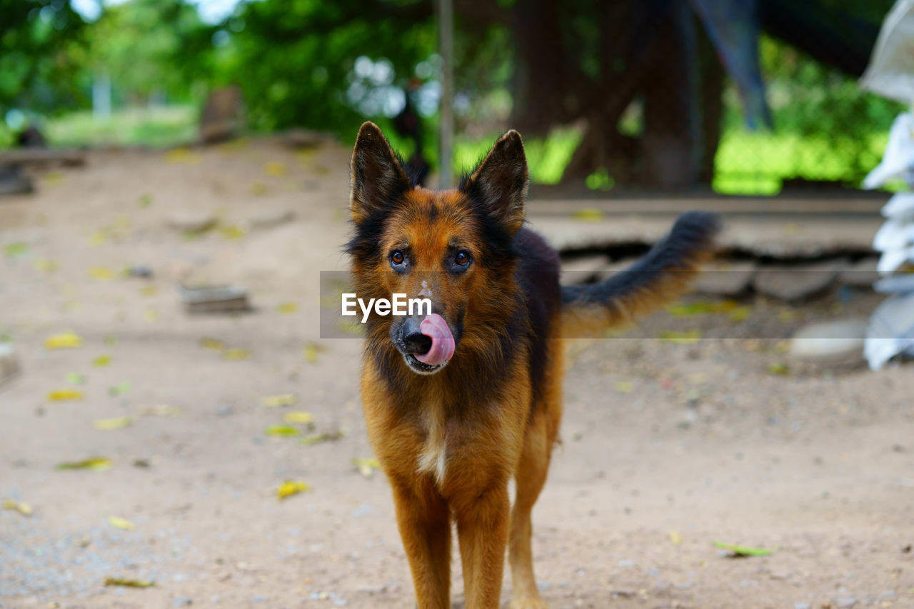 Portrait of dog standing on land