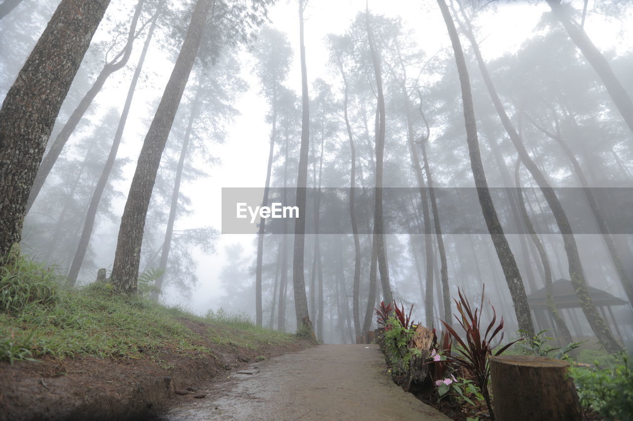 tree, plant, fog, forest, land, nature, beauty in nature, environment, mist, tranquility, woodland, landscape, growth, natural environment, scenics - nature, non-urban scene, sunlight, footpath, tree trunk, tranquil scene, trunk, no people, morning, outdoors, day, sky, road, the way forward, idyllic, sunbeam, coniferous tree, pine tree, pine woodland