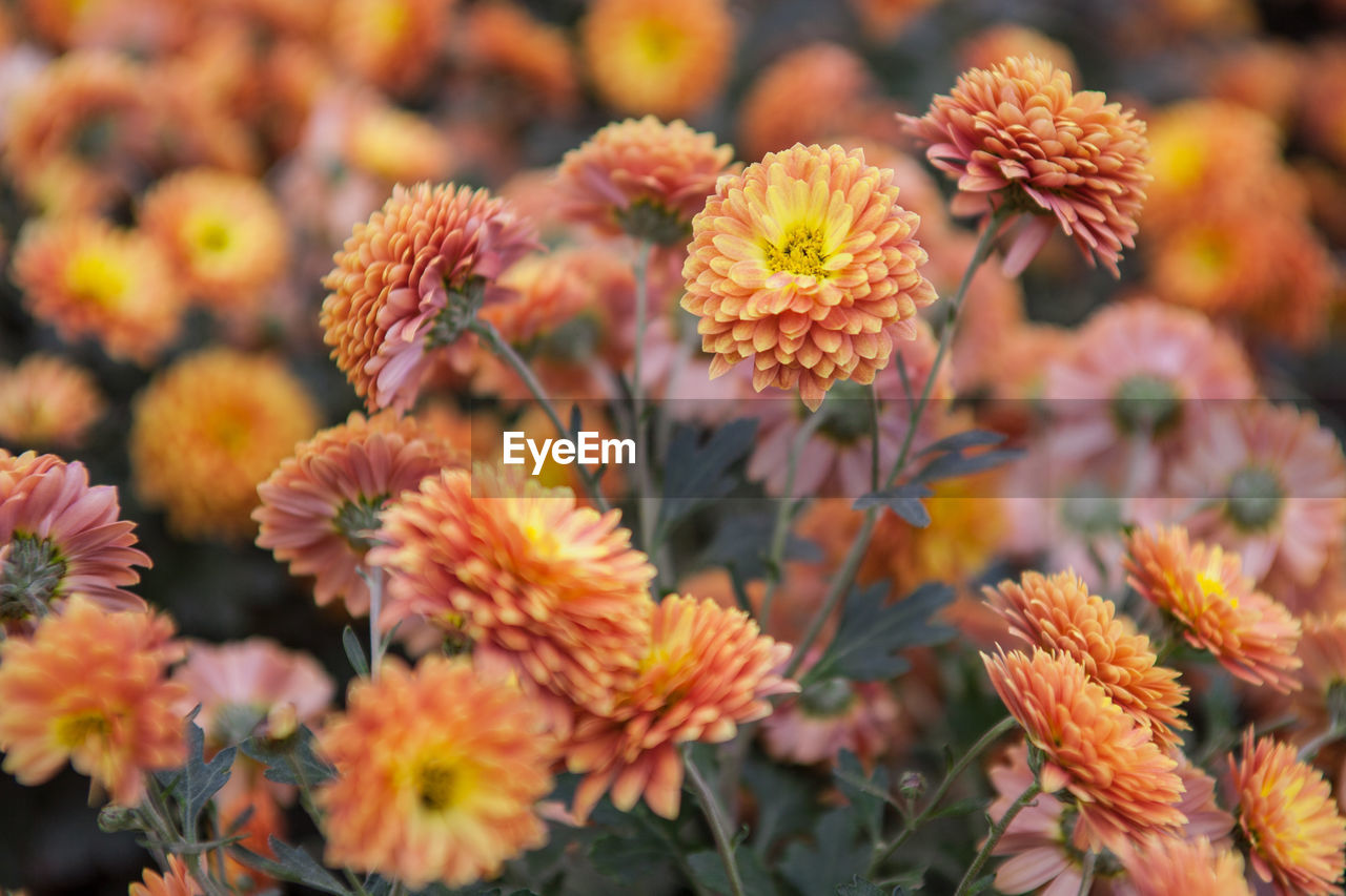 Close-up of flowers blooming outdoors