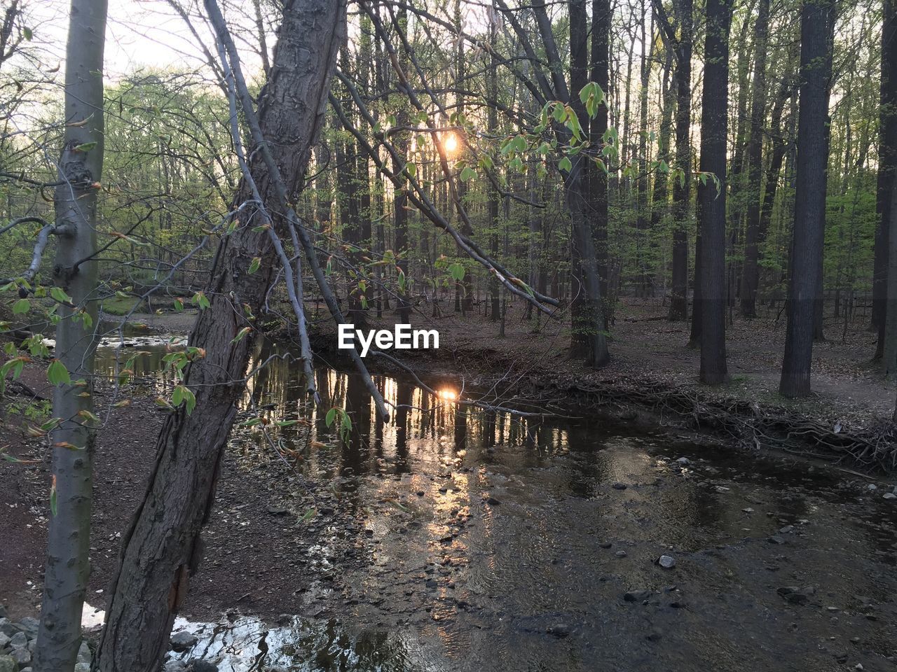 VIEW OF TREES IN FOREST