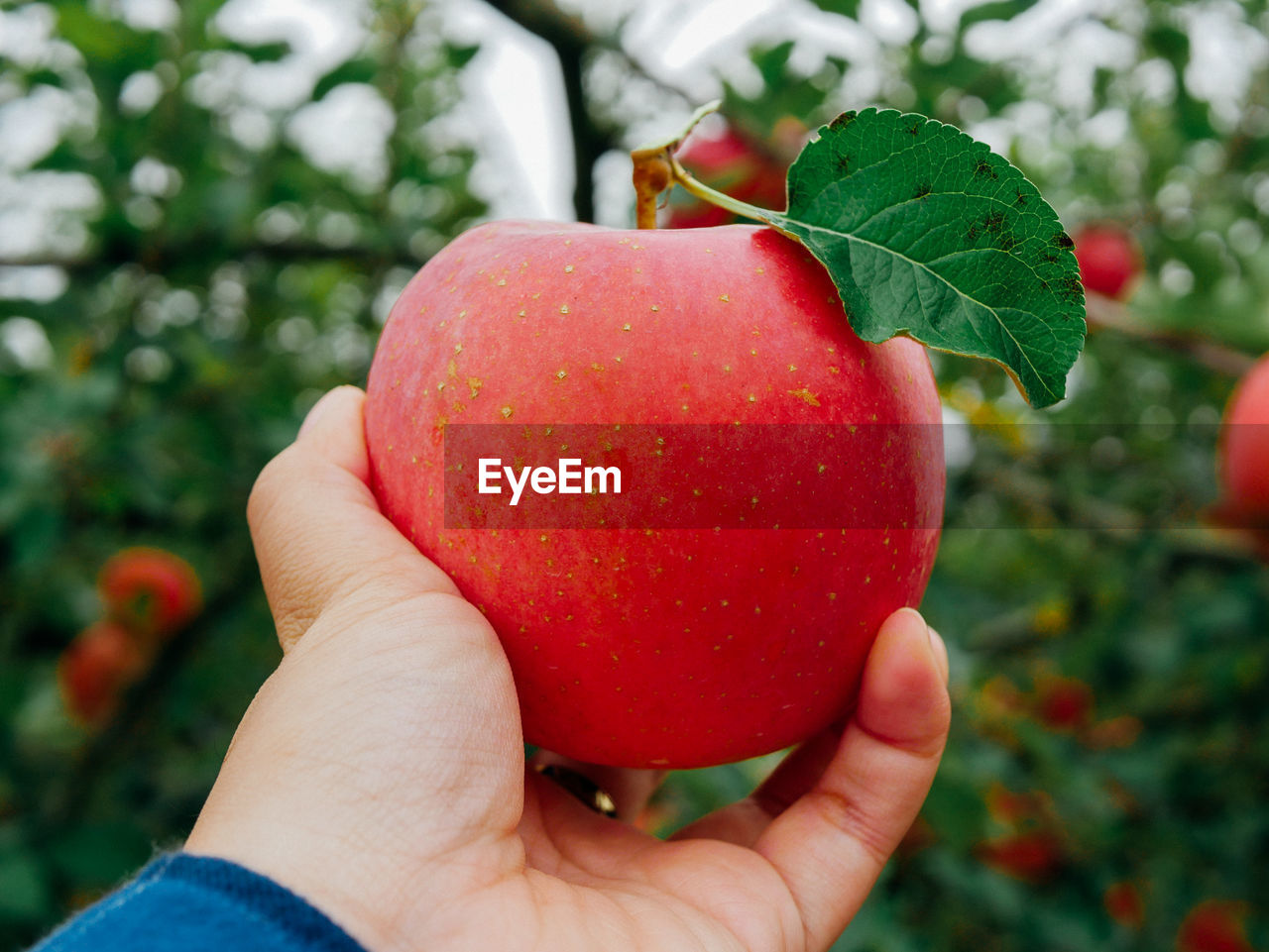 Close-up of hand holding apple