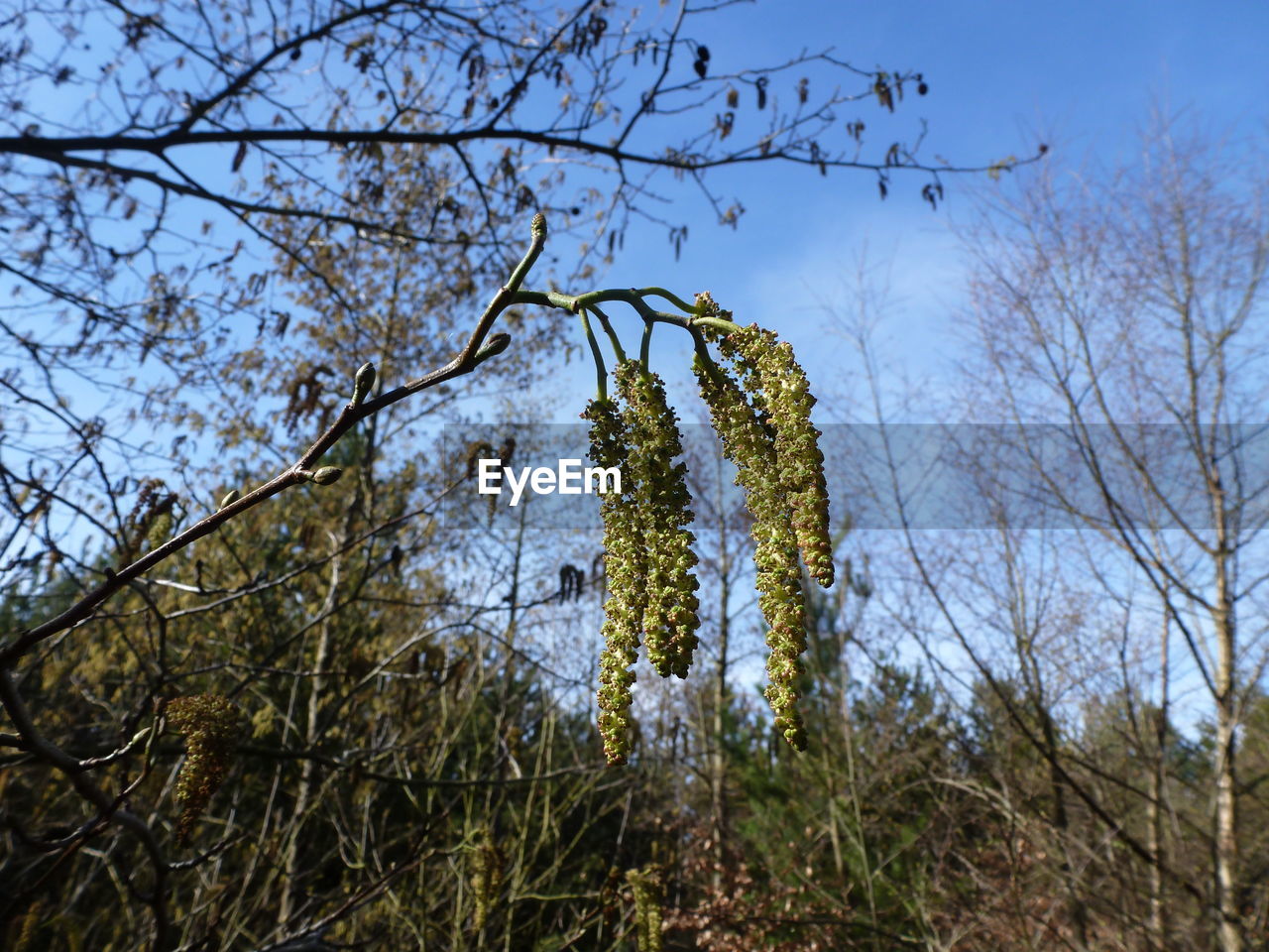 LOW ANGLE VIEW OF TREE AGAINST SKY