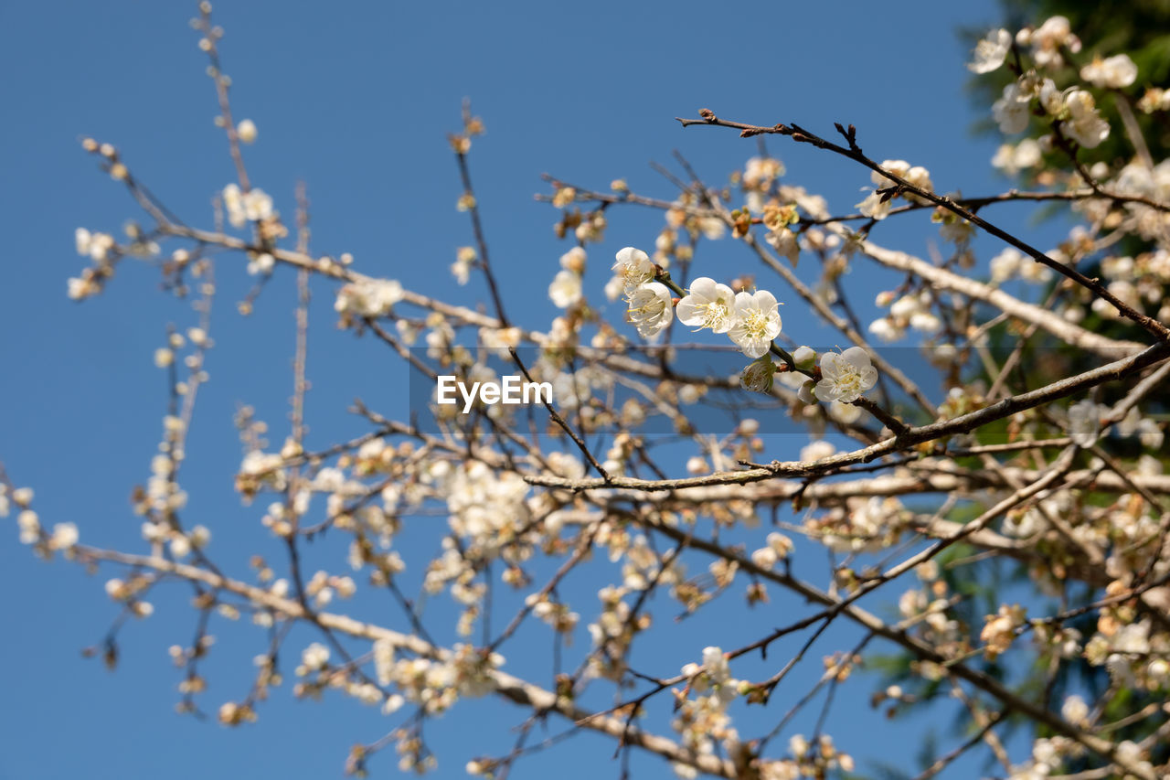 LOW ANGLE VIEW OF CHERRY BLOSSOM AGAINST SKY