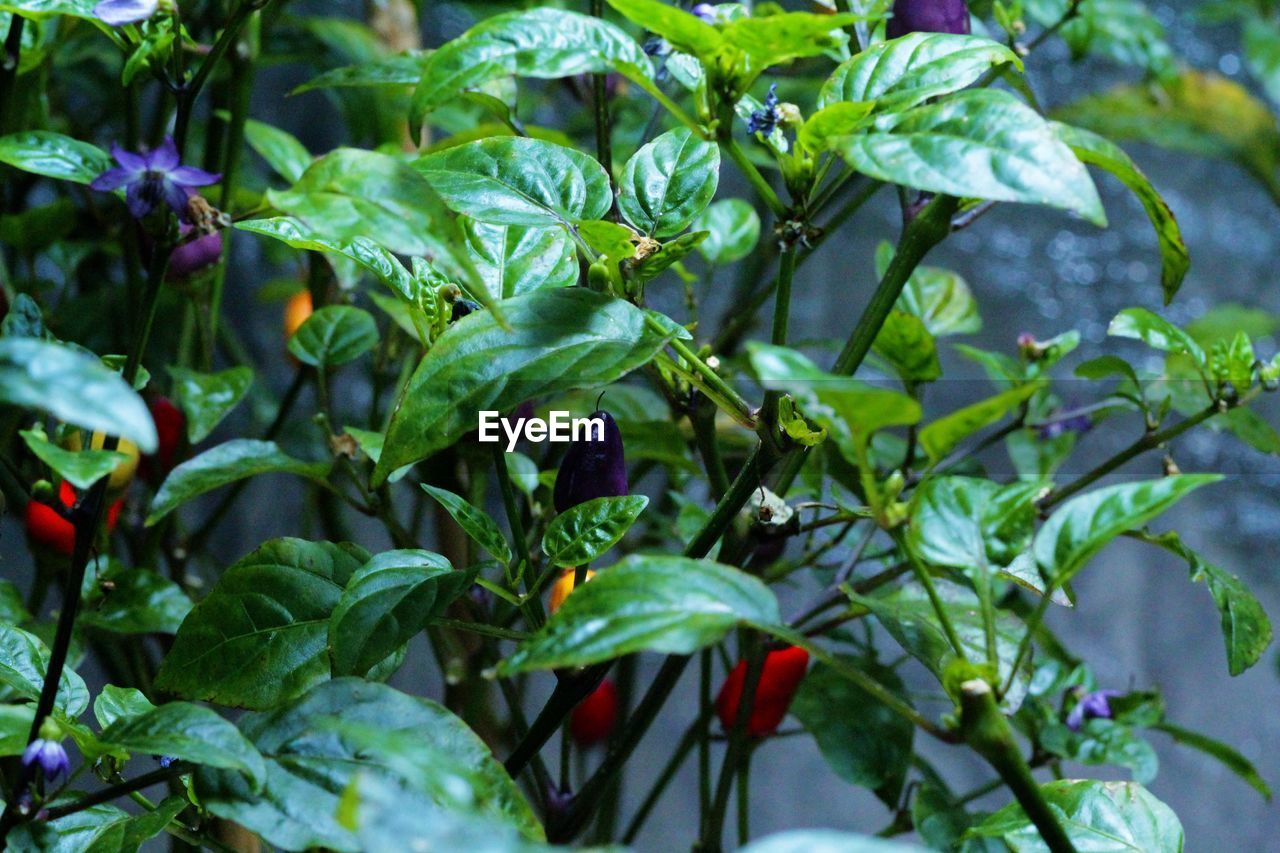 CLOSE-UP OF FRESH GREEN PLANTS