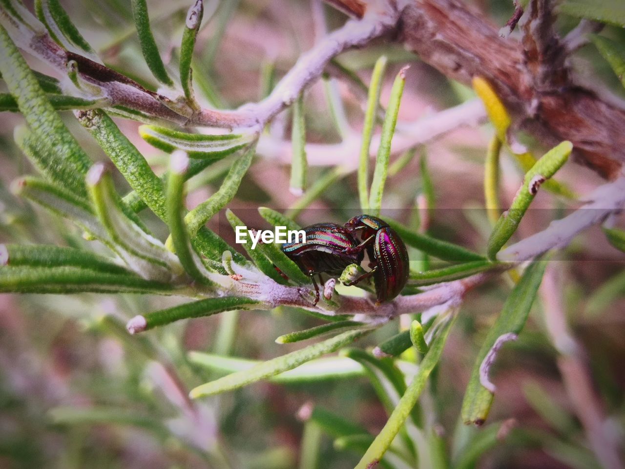 CLOSE-UP OF INSECT POLLINATING ON LEAF