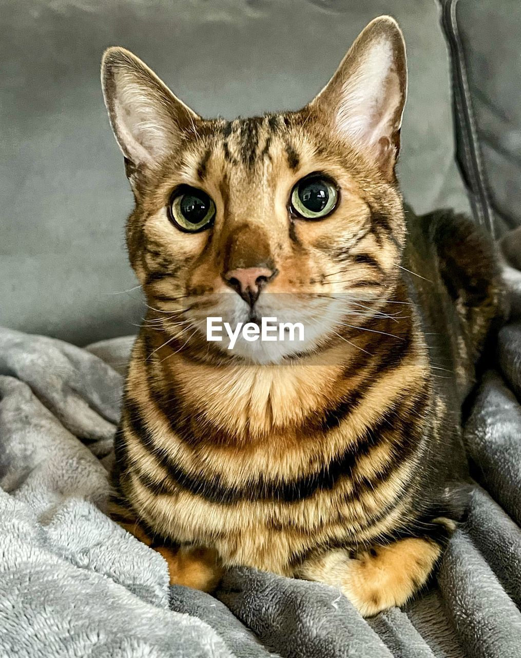 cat, animal, animal themes, pet, mammal, one animal, domestic animals, feline, portrait, looking at camera, tabby cat, domestic cat, whiskers, felidae, small to medium-sized cats, no people, relaxation, close-up, furniture, indoors, carnivore, sitting, animal body part, front view, sofa, tabby