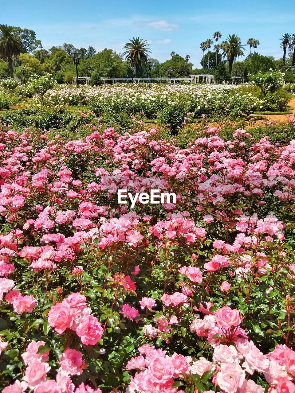 Rosedal rose garden of buenos aires.