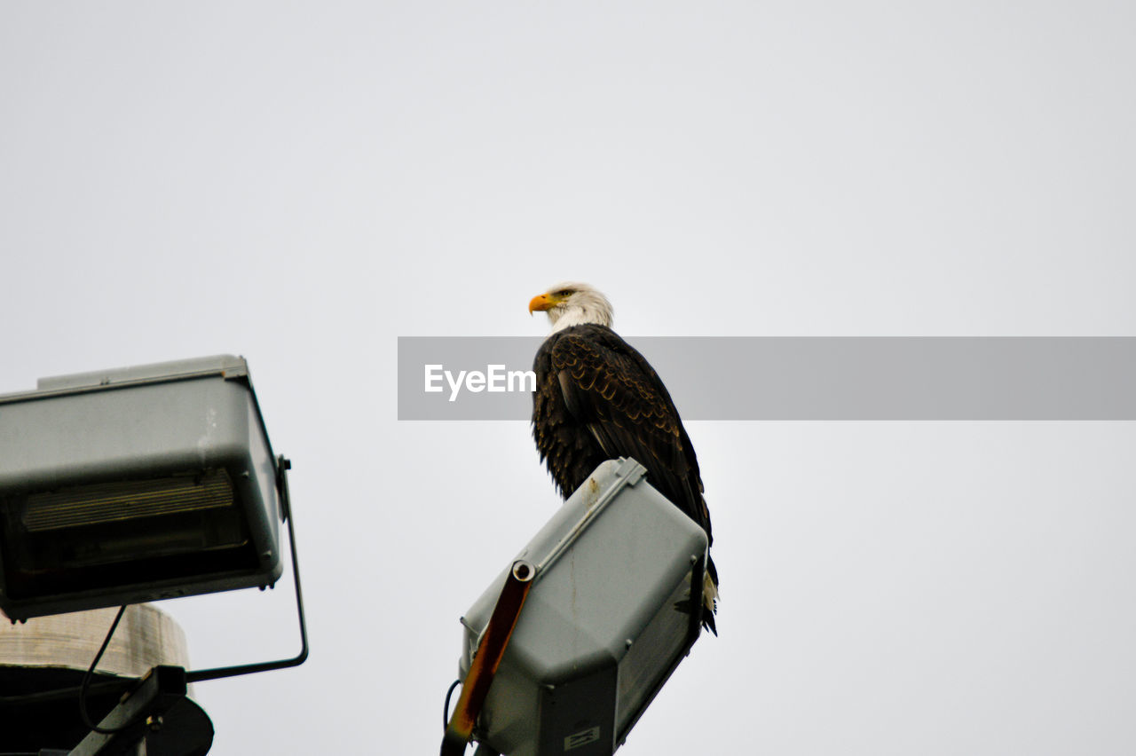 Low angle view of bald eagle perching against cloudy sky