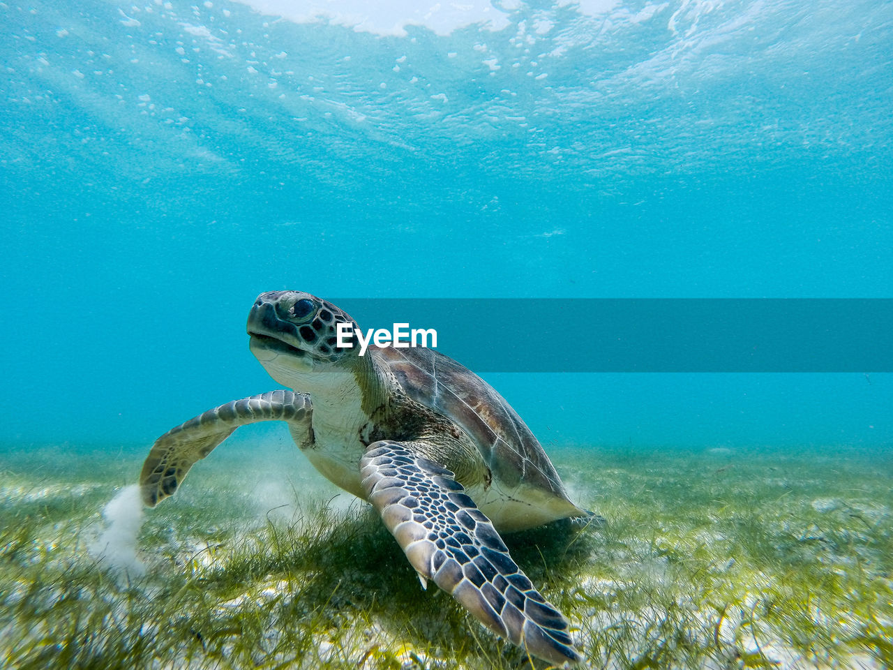 Side view of a turtle at seabed