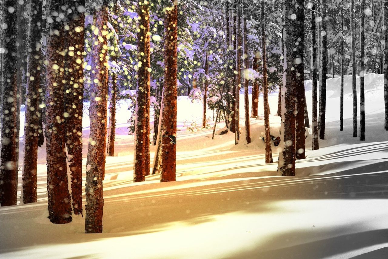 Trees in forest during snowfall