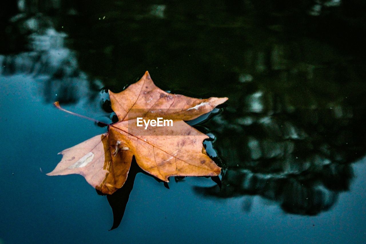 High angle view of dry leaf on water