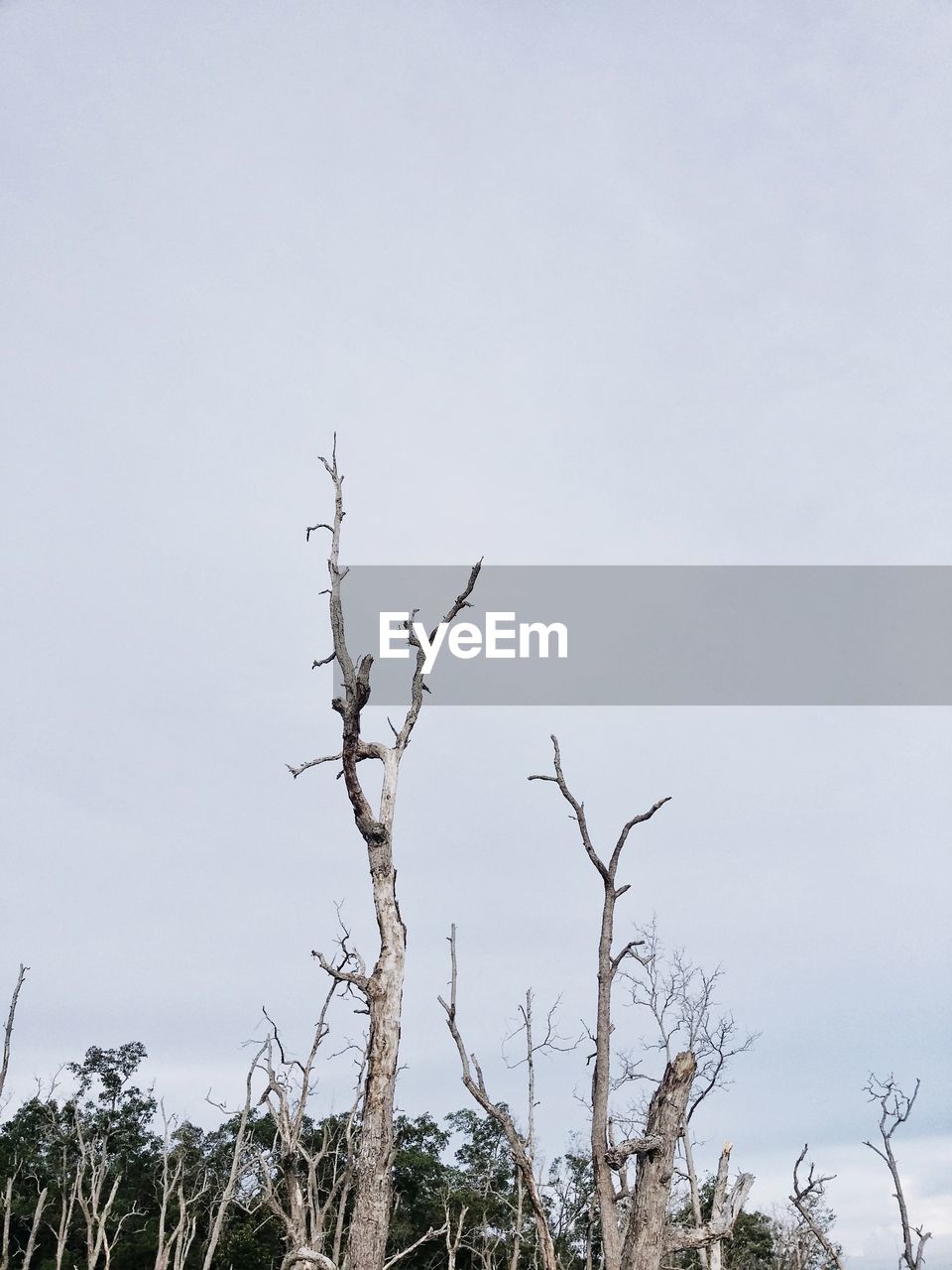 LOW ANGLE VIEW OF BARE TREES AGAINST SKY