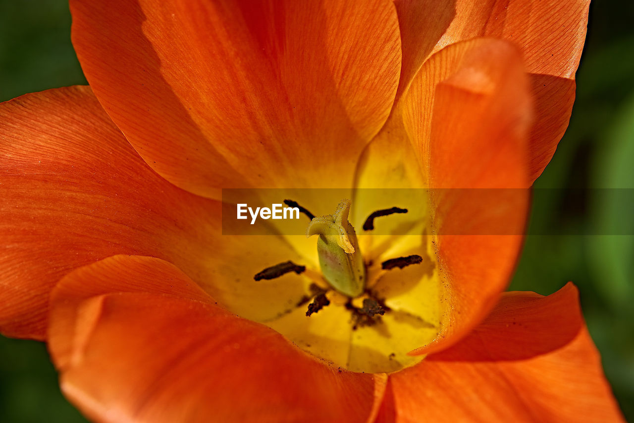 CLOSE-UP OF ORANGE FLOWERING PLANT AGAINST RED LEAF