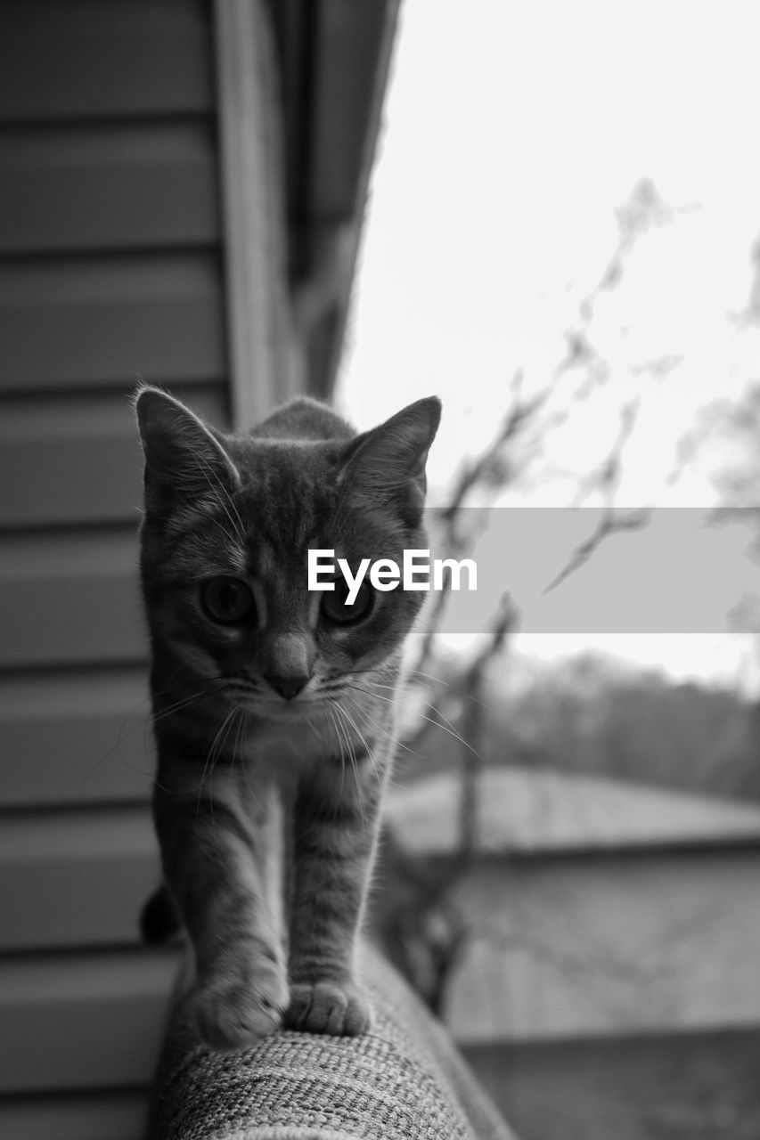 Close-up portrait of cat standing on railing