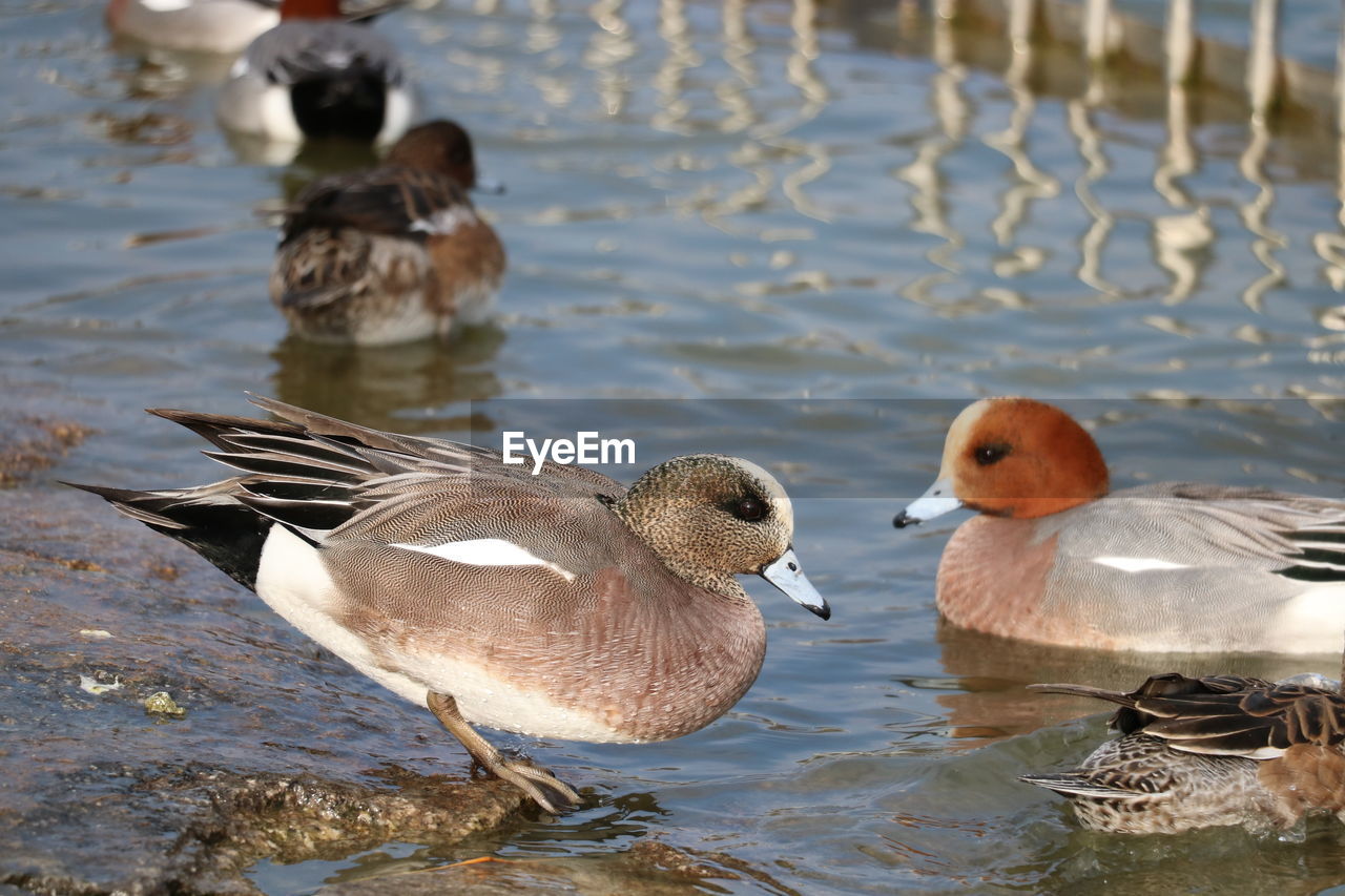 bird, animal themes, animal, animal wildlife, wildlife, water, group of animals, duck, lake, beak, water bird, nature, poultry, no people, mallard, ducks, geese and swans, swimming, day, waterfront, outdoors, two animals, focus on foreground