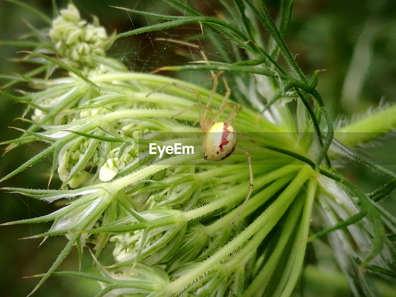 CLOSE-UP OF CATERPILLAR ON PLANT