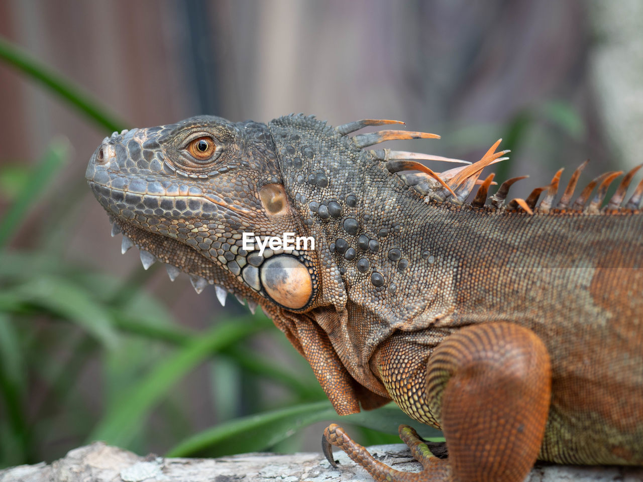 Iguana on a branch in the garden. close up