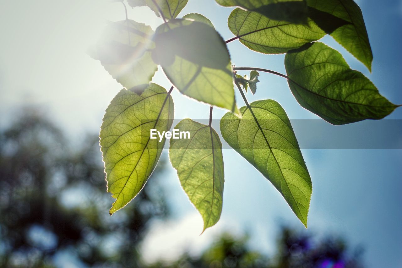 Low angle view of leaves on tree