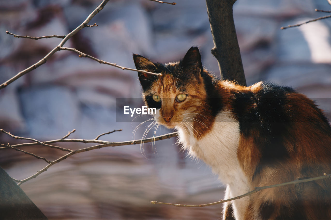 CLOSE-UP OF CAT LOOKING AWAY OUTDOORS