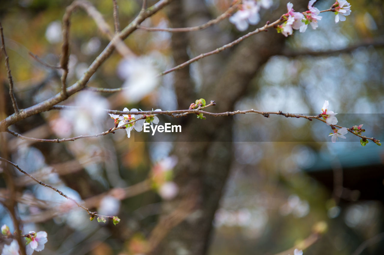 plant, tree, branch, flower, nature, spring, beauty in nature, blossom, leaf, flowering plant, autumn, springtime, twig, no people, fragility, growth, outdoors, focus on foreground, freshness, sunlight, day, produce, close-up, tranquility, food and drink, environment, food, selective focus, cherry blossom, macro photography, fruit