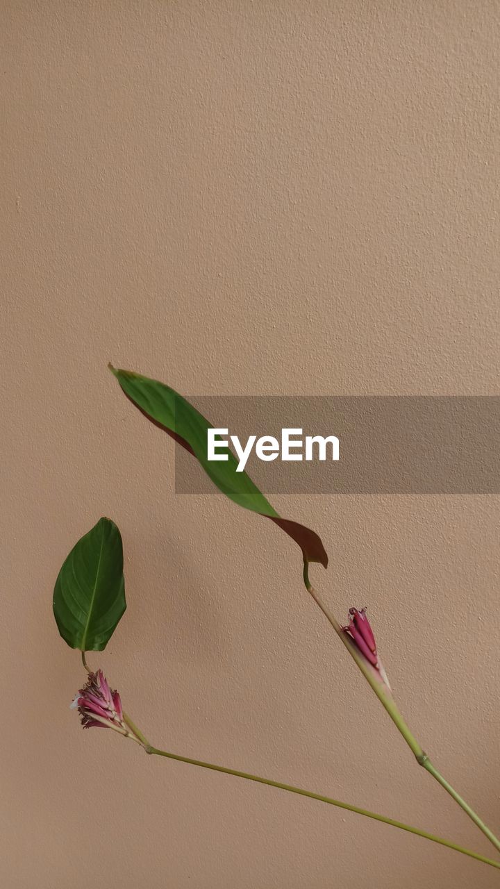 Close-up of pink flowering plant against wall