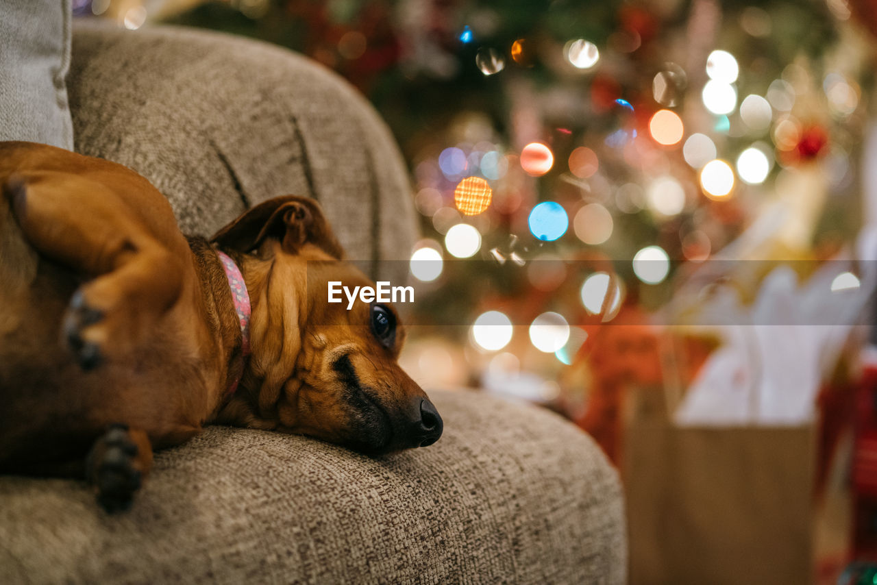 CLOSE-UP OF DOGS RESTING ON SOFA