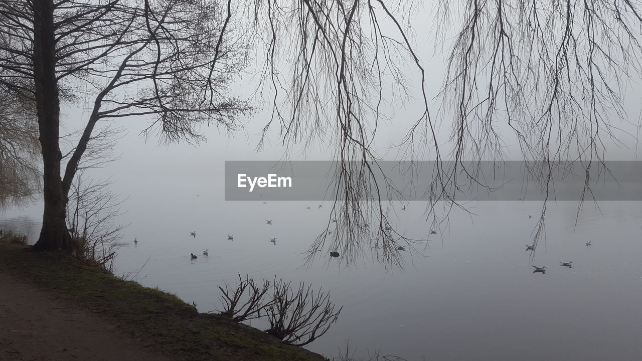 SCENIC VIEW OF LAKE AGAINST BARE TREE