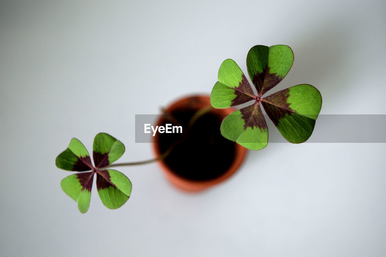 Close-up of plant against white background