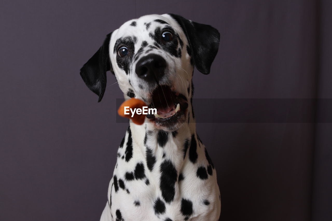 Portrait of dog