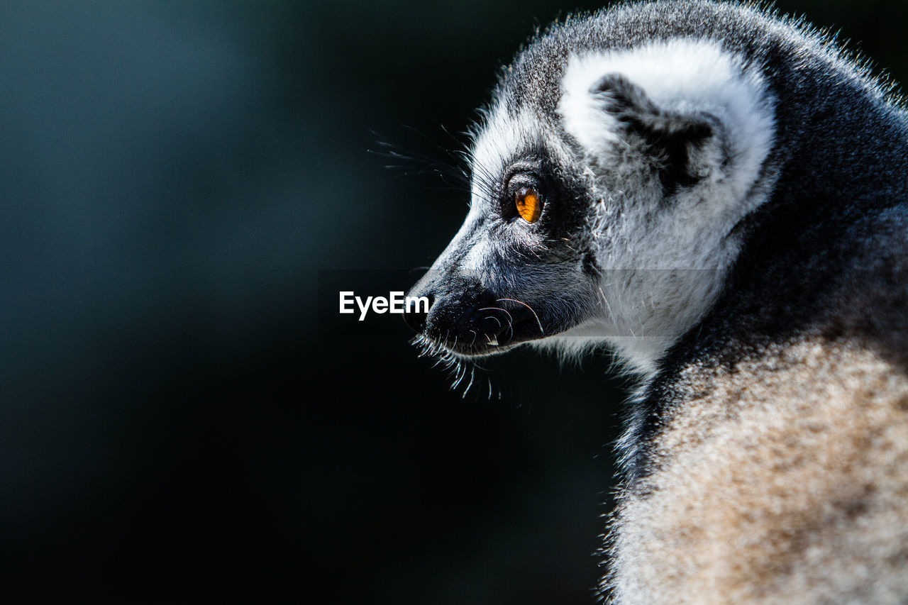Profile view of lemur looking away