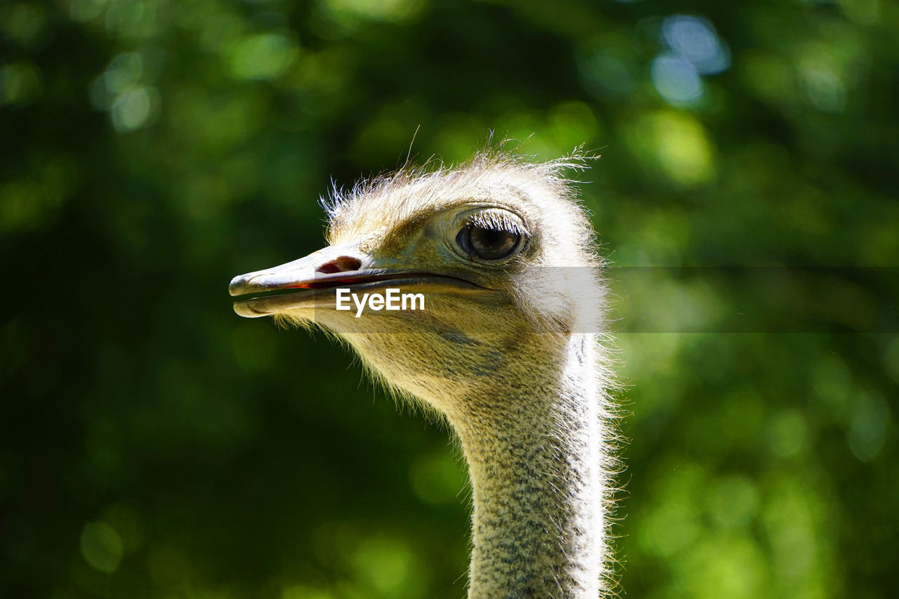 Portrait of a female ostrich
