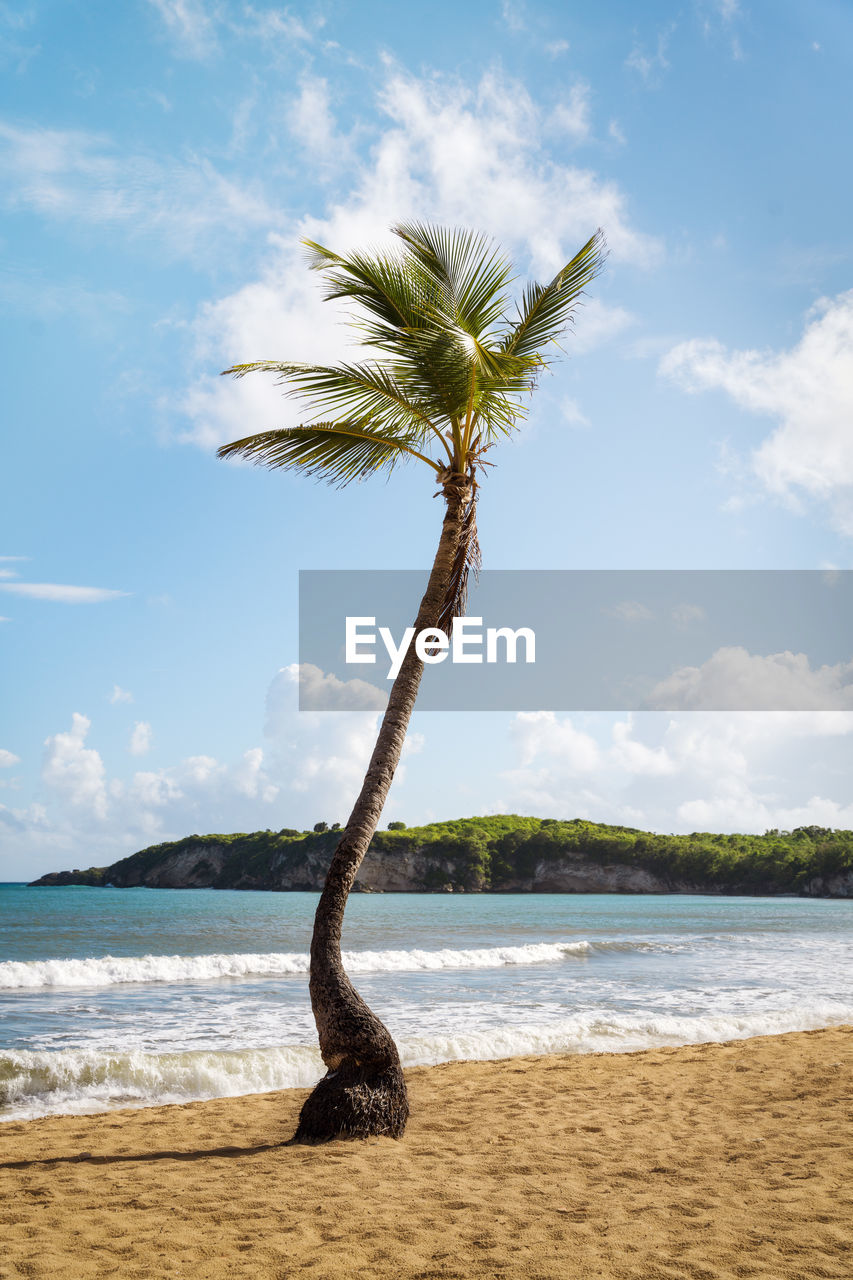 palm tree by sea against sky