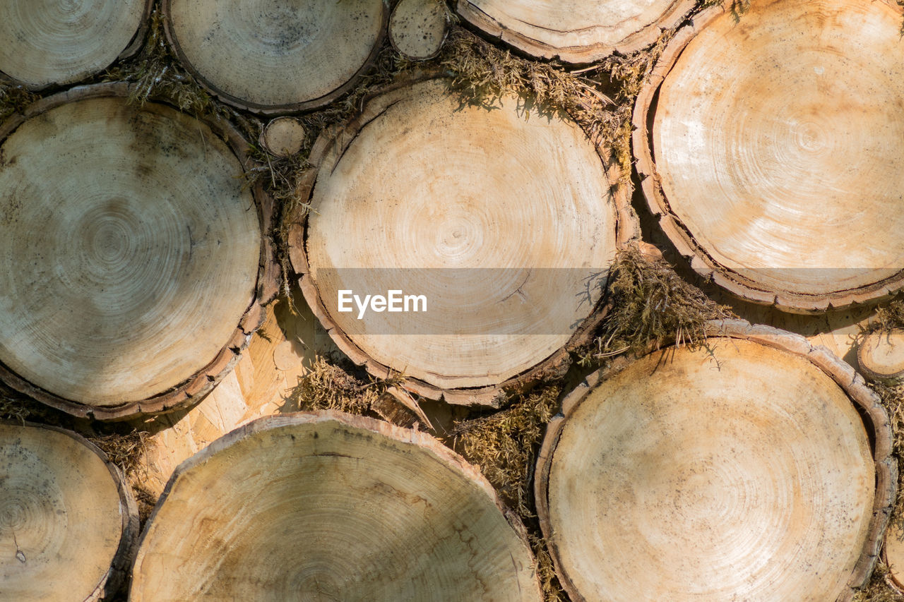 Background of dry trees logs