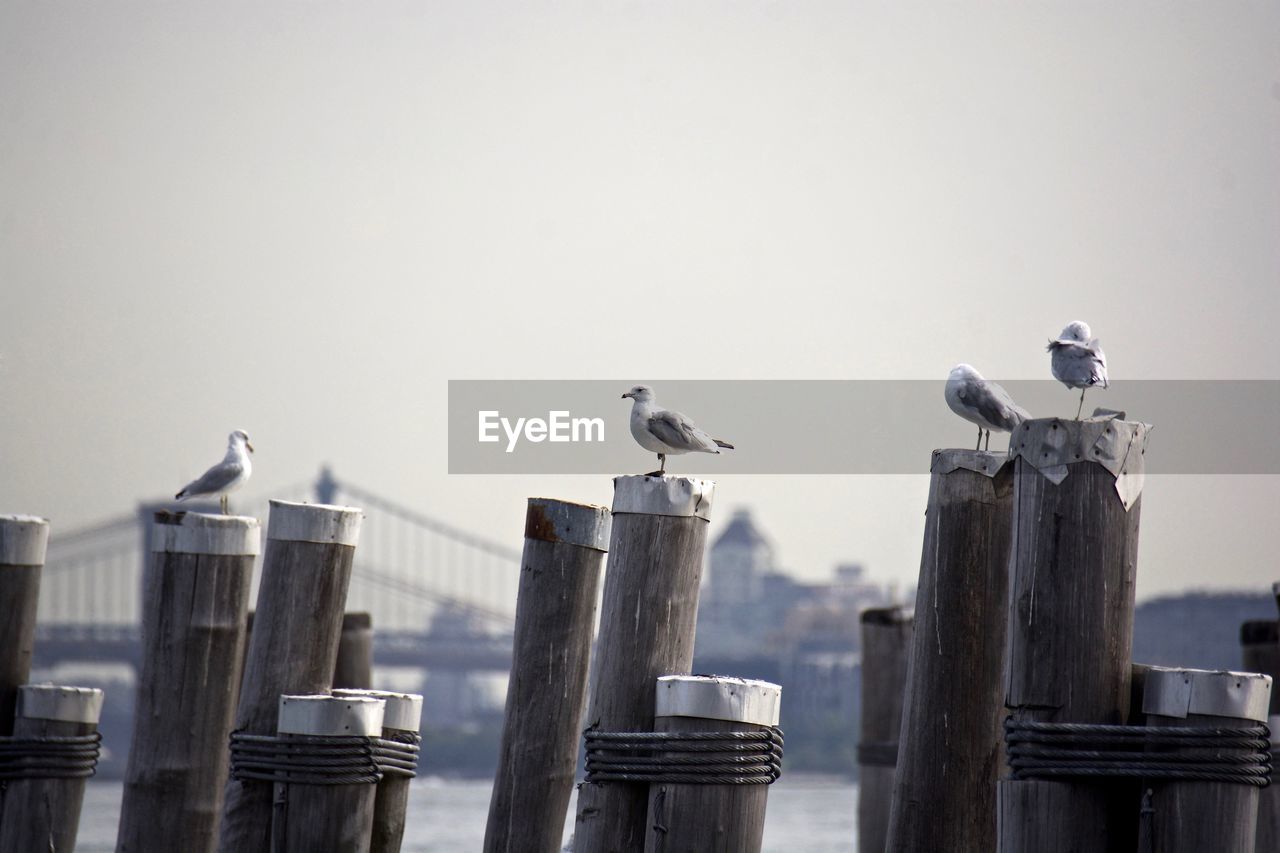 SEAGULLS PERCHING ON WOODEN POST