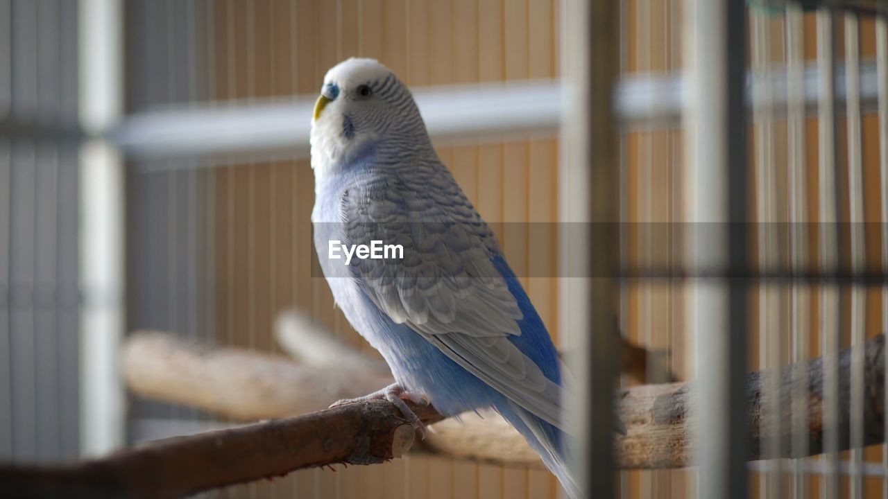 Close-up of budgie perching indoors