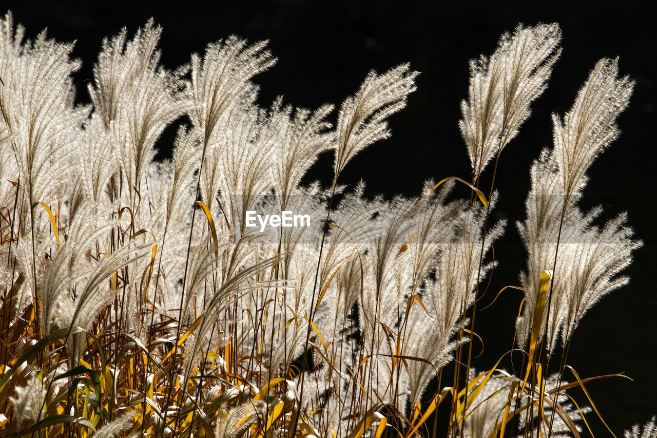 Close-up of reed