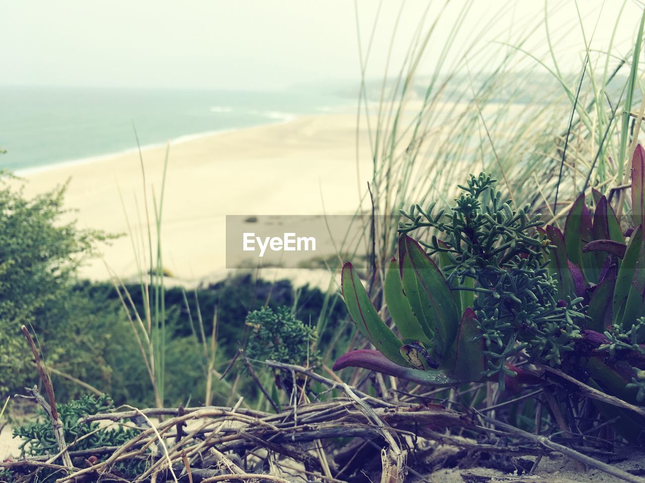 CLOSE-UP OF PLANTS GROWING ON BEACH