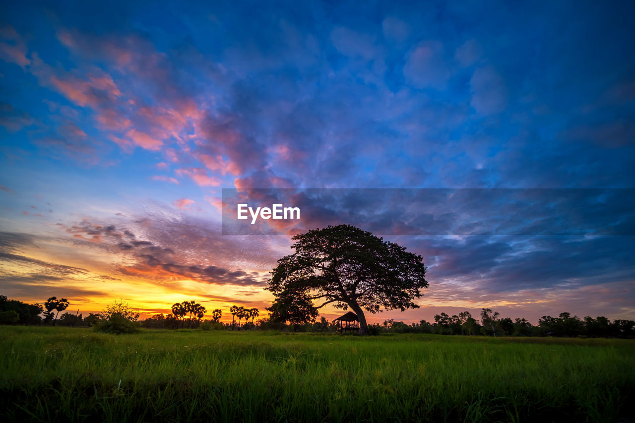 TREES ON FIELD AGAINST SKY AT SUNSET