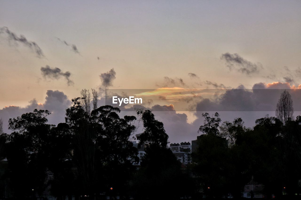 TREES AGAINST SKY AT SUNSET