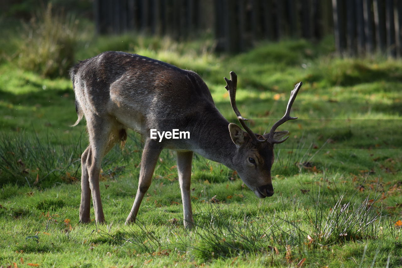 Close-up of deer on field