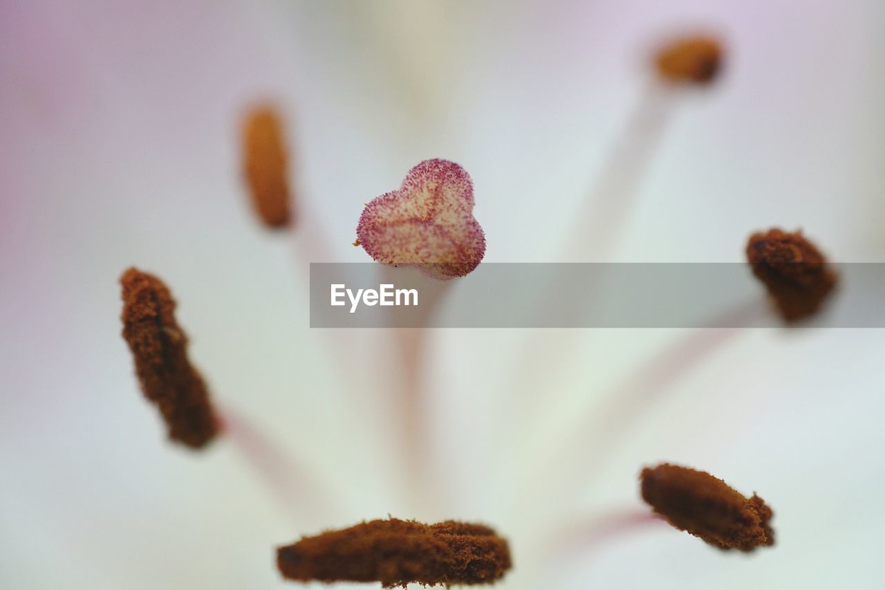 Close-up of stamens