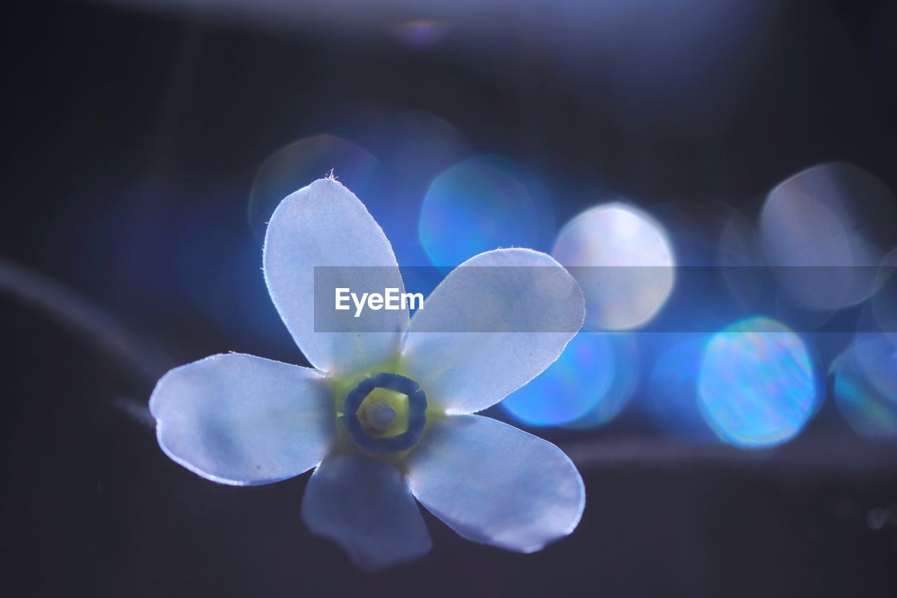 CLOSE-UP OF WHITE FLOWERING PLANT AGAINST BLURRED BACKGROUND