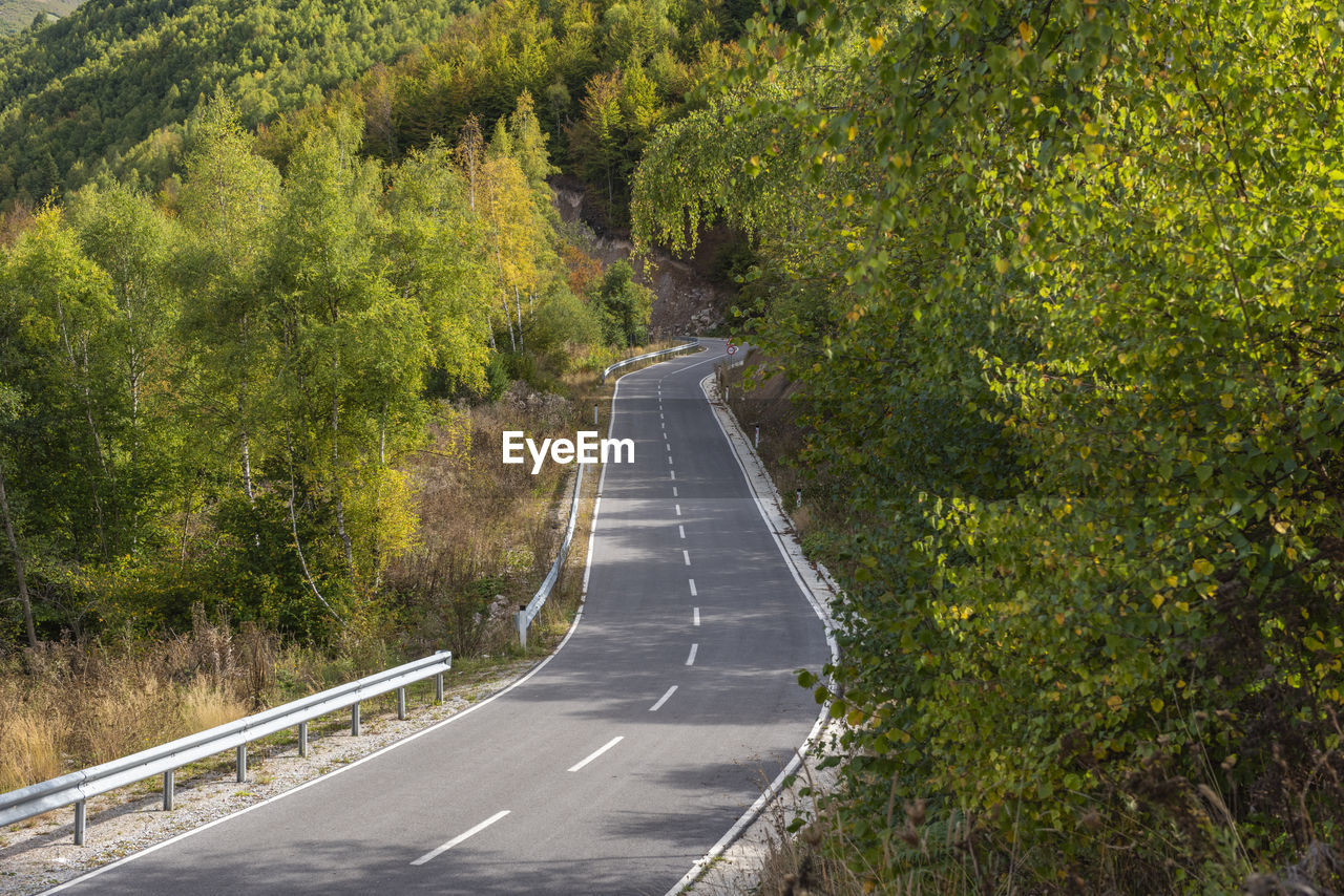 Road amidst trees and plants