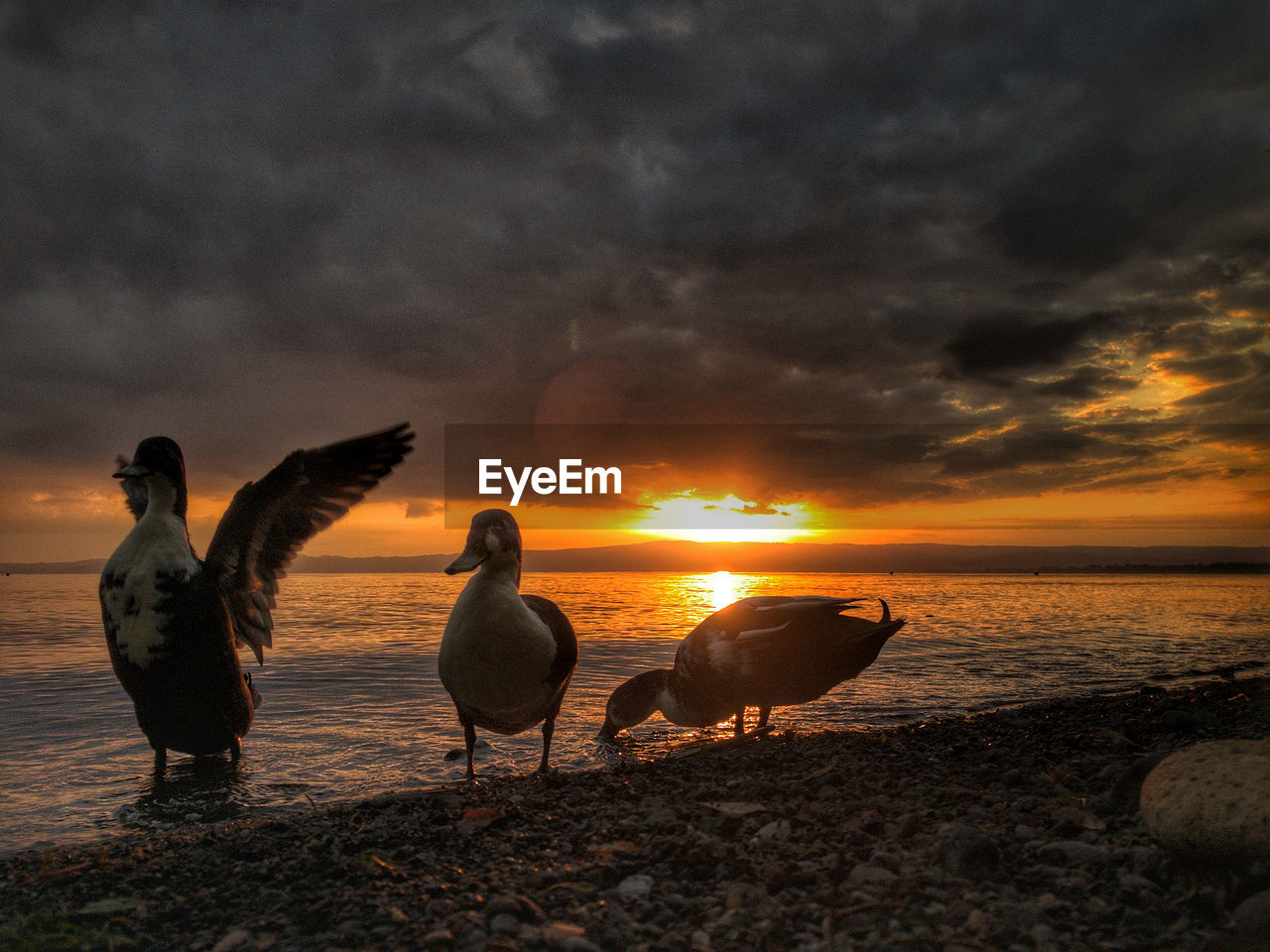 SEAGULLS ON BEACH DURING SUNSET